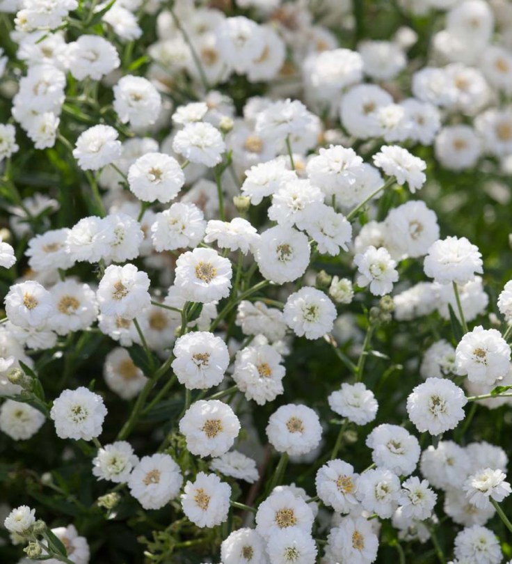 Kenyérbélcickafark The Pearl - Gyöngy cickafark - Achillea ptarmica, Achillea ptarmica, fűszernövény, fűszer